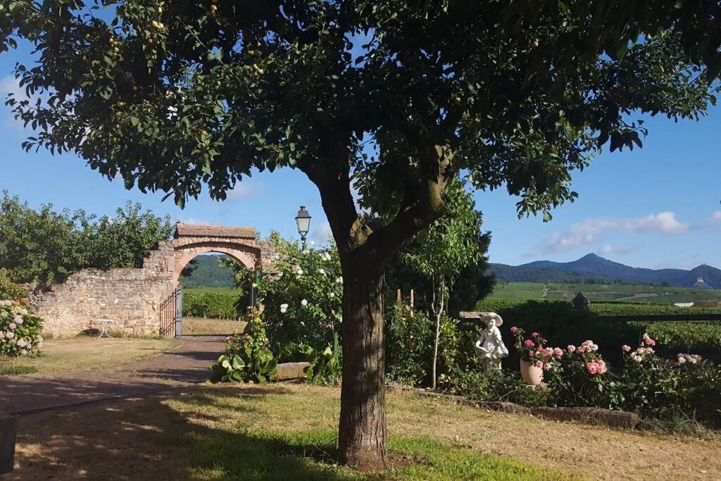 Appartamento Domaine Du Bouxhof Mittelwihr Esterno foto
